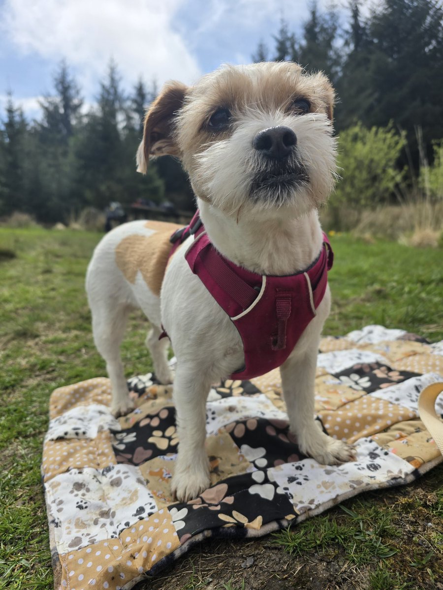 Our patchwork blankets are perfect for picnics too as they fold up small! Have you got yours yet? Check out our Etsy page!! #dogsofX