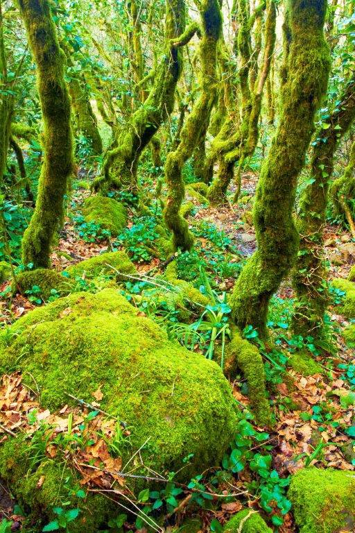 ¡Algeciras acogerá entre el 21 y el 26 de mayo la Feria de los Parques Naturales de Cádiz! Un evento que pretende acercar a los ciudadanos la realidad de estos espacios 😀 Noticia: portaldecadiz.com/provinciacadiz… Vía @portaldecadiz Foto: Los Alcornocales - Fuente: instagram.com/cadizphotonatu…