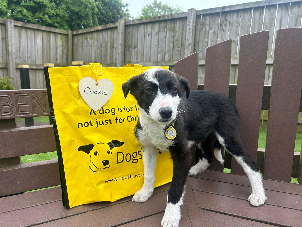 Cookie 🍪 was next up to pack up her big yellow bag 💛 and wave goodbye to her friends at the centre 👋 as she headed off home with her forever family! 🏡 @DogsTrust #BigYellowBagDay #AdoptDontShop #ADogIsForLife