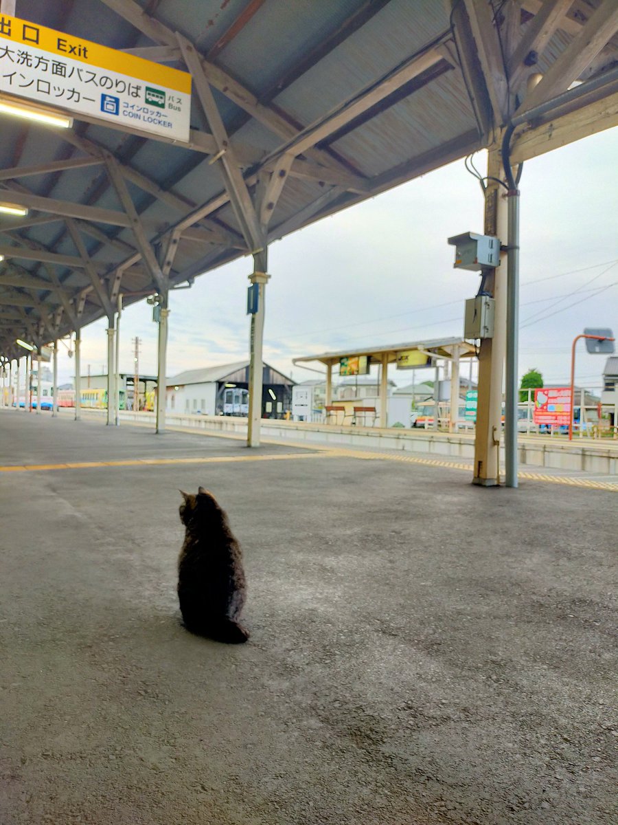 こんばんニャ♪

このところ猫の手貸し出す日々で、お返事できなくてごめんなさいニャ…

お詫びに、今日の #駅猫ミニさむ 置いておくニャ(*^^*)

#ひたちなか海浜鉄道
#那珂湊駅