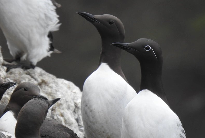 Desperate times…seabird’s particular Guillemots and Shags are really low in number on the Isle of May and at other seabird colonies as the blog explains… worrying times: isleofmaynnr.wordpress.com
