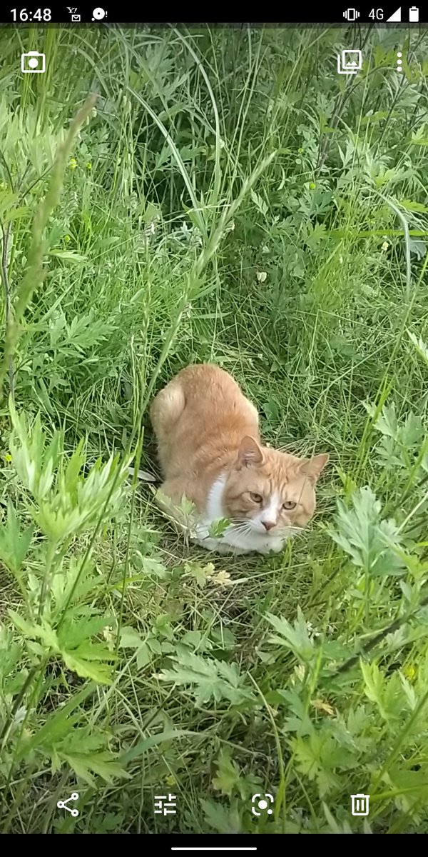 千葉県市原市志津の辺り、ちはら台ビバホームの下の村田川の橋の下で、この迷い猫を発見しました！保護はできませんでしたが、まだこのあたりにいるはずです。探してる方に情報が届きますように！

#ペット探偵 #迷子猫 #迷い猫 #猫 #迷子ペット #拡散希望