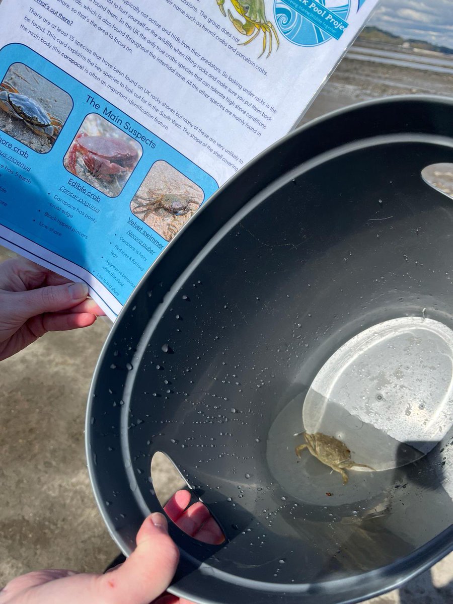 Another day at crammond beach, searching and identifying crabs. Peaceful walks, exploring our local area and integrating science. Amazing way to learn about sea life @IWBSFalkirk