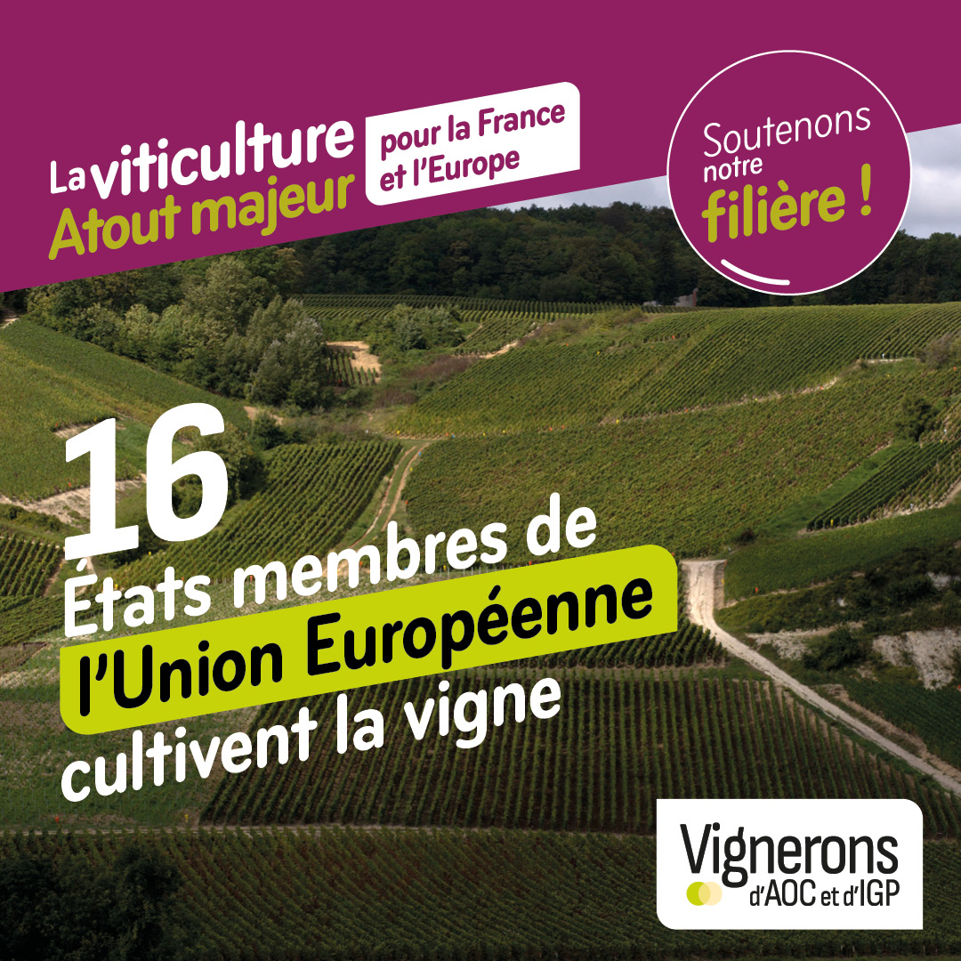 L' 🇪🇺est de loin le 1er continent producteur de vin au monde. À quelques semaines des élections, soutenons notre filière et engageons nous pour préserver un cadre spécifique à la  #viticulture au sein de la PAC Plus d'info sur notre site lnkd.in/egyzX4jd #AOC #IGP