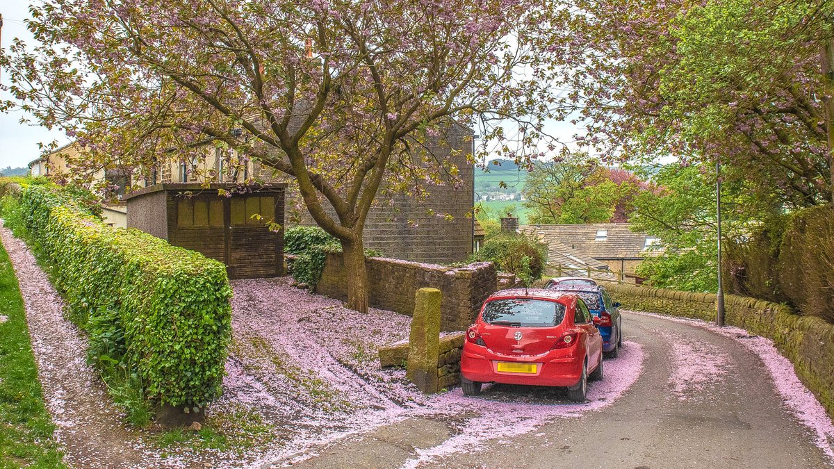 Pink snow on Dockroyd Lane, Oakworth (this day last year)