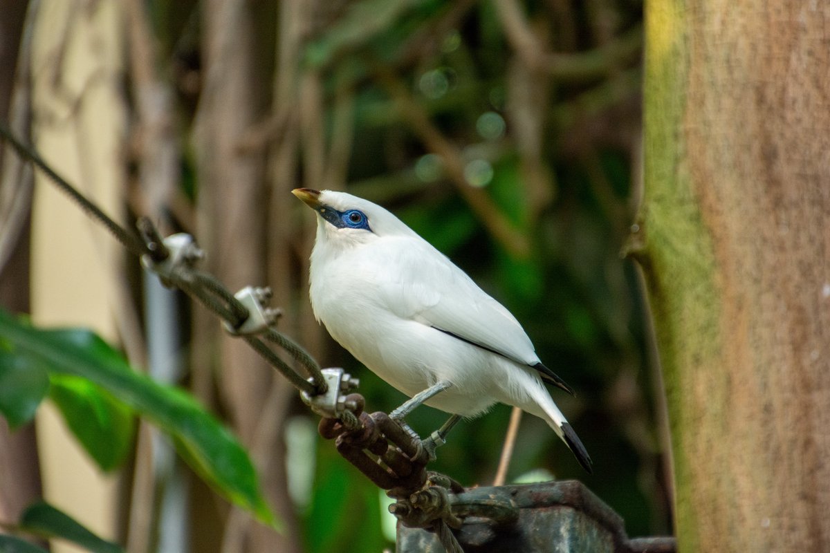 A beautiful Bali Myna in the woods! Its blue eyes are so striking. #birdwatching #Indonesia 🇮🇩