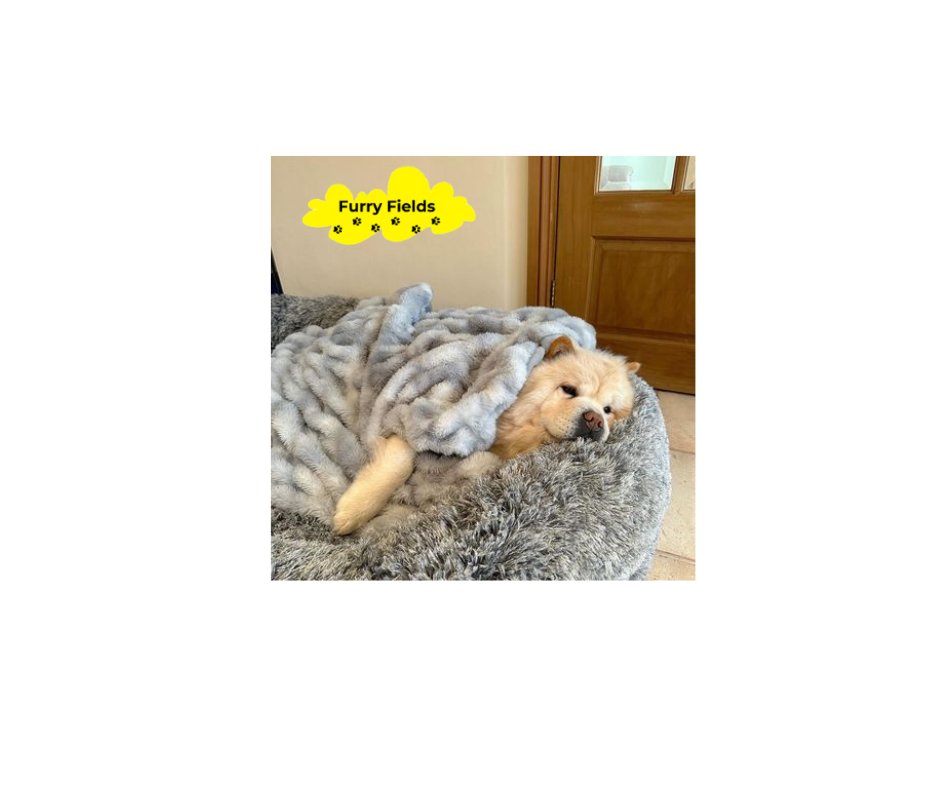 FurryFields4U's tweet image. Welcome spring with Furry Fields! 🌷
Elevate your pet's rest with our cozy, durable dog beds. Perfect for any spot in your home. 🐕💤

Shop now for springtime snoozes! 🌸

#SpringIntoComfort #FurryFieldsComfort #DogBedDreams #BloomWithFurryFields #PawsAndRelax #FurryFields