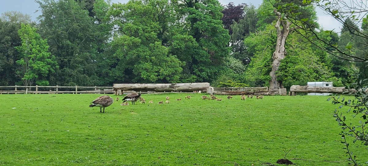 Todays cruise continues my jolly to London and was 5 miles 6 furlongs, 3 locks and lasted 3 hours 10 mins

Trent seems to have strong flow at Brindley viaduct

#boatsthattweet 
#SaveOurWaterways