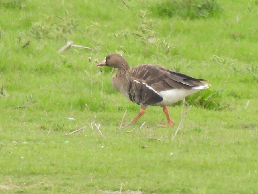 Garganey, Peregrine, Red-breasted Goose, White-fronted Goose -am- @RSPBSaltholme @teesbirds1