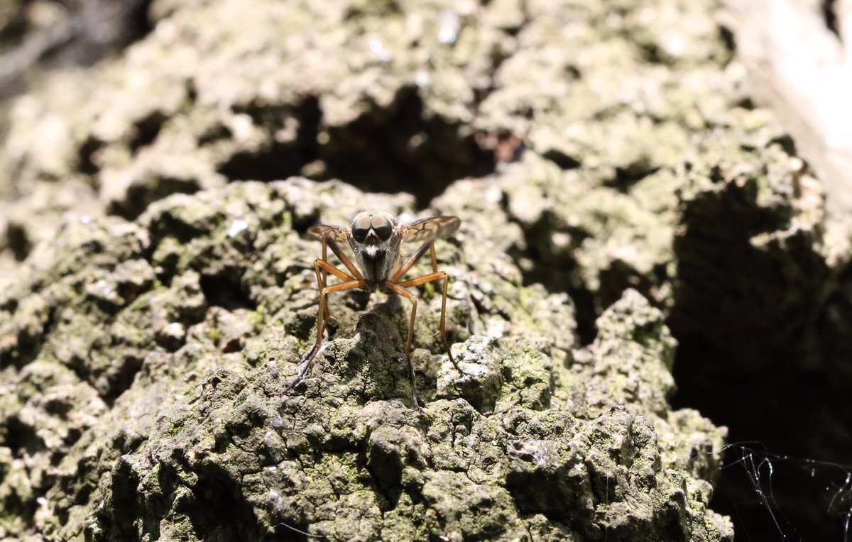 1st Rhagio scolopaceus flies, and quite a lot of them seen at Brankley Pastures 12/05/24 @SoldierfliesRS @DipteristsForum @StaffsWildlife @StaffsEcology #soldierfly #snipefly