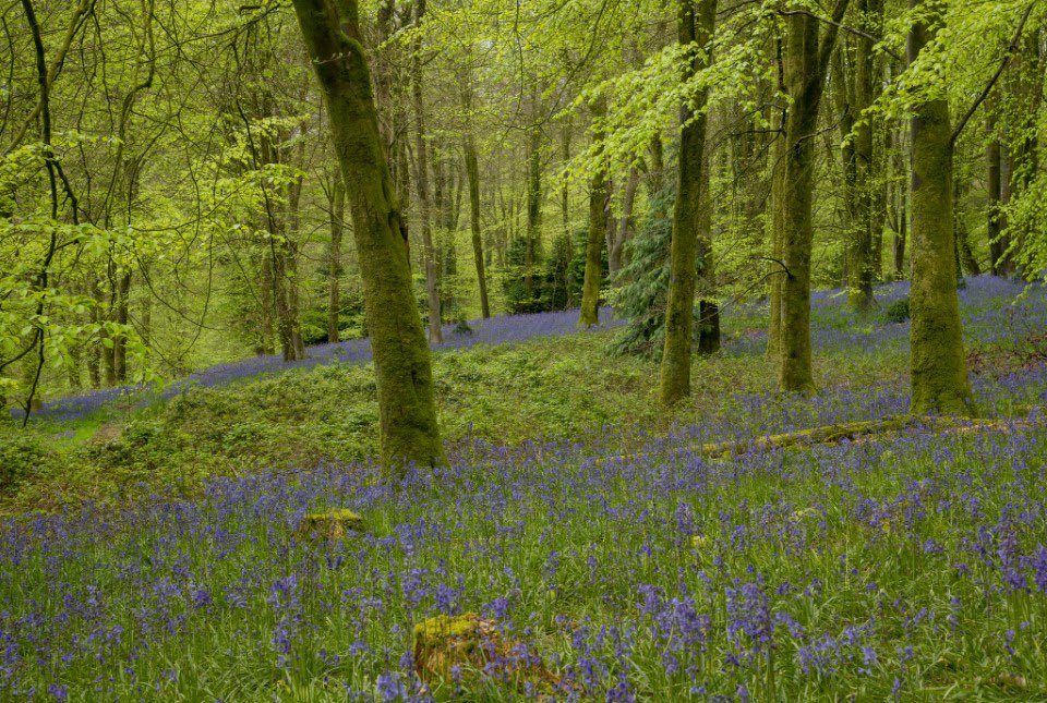 I think the bluebells are at there end for this year but one more .

@OutdoorPhotoMag @BluebellWoodCH @VanguardPhotoUK @lovefordorset @nikonownermag @OutdoorPhotoMag @AP_Magazine @BluebellWoodCH @TimesPictures @BBCSouthWeather @BBCWthrWatchers