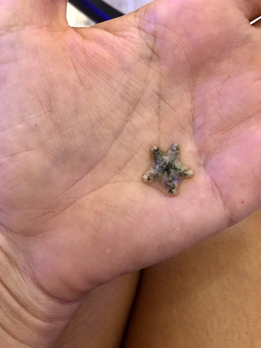 Aquilonastra spp. The tiny northern sea star is prevalent in #PuertoRico. But it appears to be non-native. Is it problematic in the #Caribbean? How does it effect corals? #Marine #MarineBiology #Conservation #MarineConservation