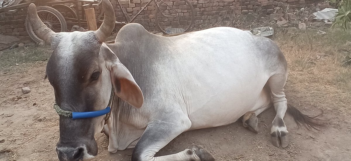 जय श्री गौ माता