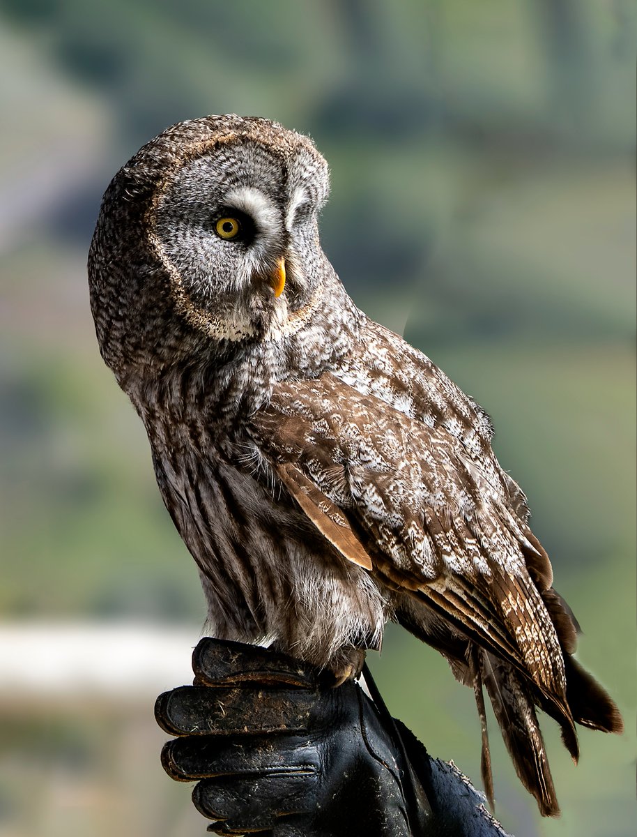 Majestic Great Grey Owl 🦉 #birdlovers #photography #nature