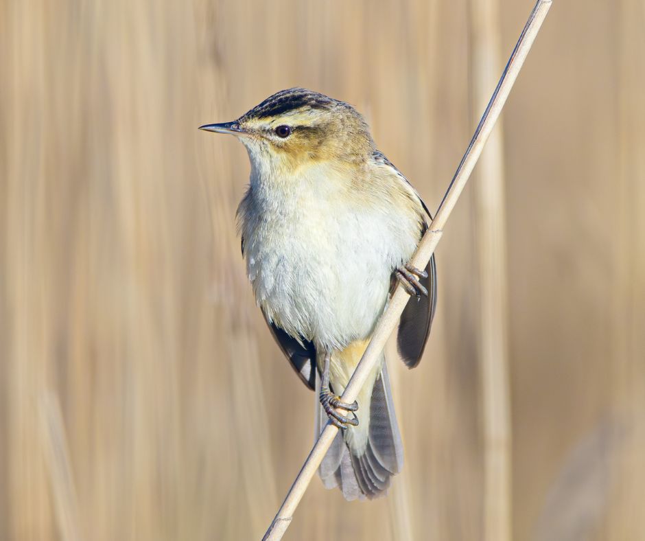 Meet the Sedge Warbler. It travels great distances to summer in Scotland and spends its winters in Africa, south of the Sahara. Of all the sightings of species recorded on NESBReC’s database, the Sedge Warbler was the two millionth! Learn more: aberdeenshire.gov.uk/news/2024/may/…