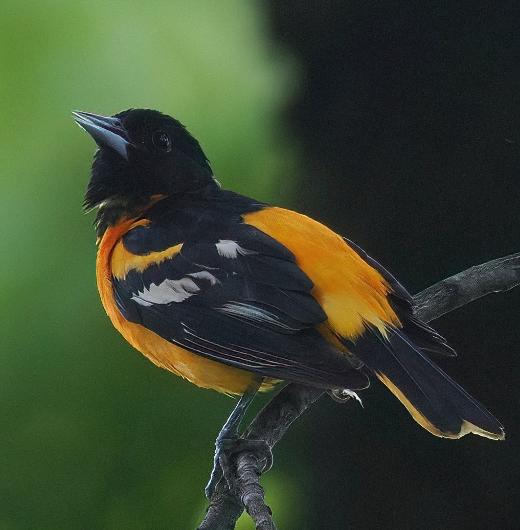 Dreary and wet in Central Park this morning, but that didn't stop this Baltimore Oriole from singing his heart out! He certainly brightened my day! 🎶🩷🎶#orioles #centralpark #birdcpp