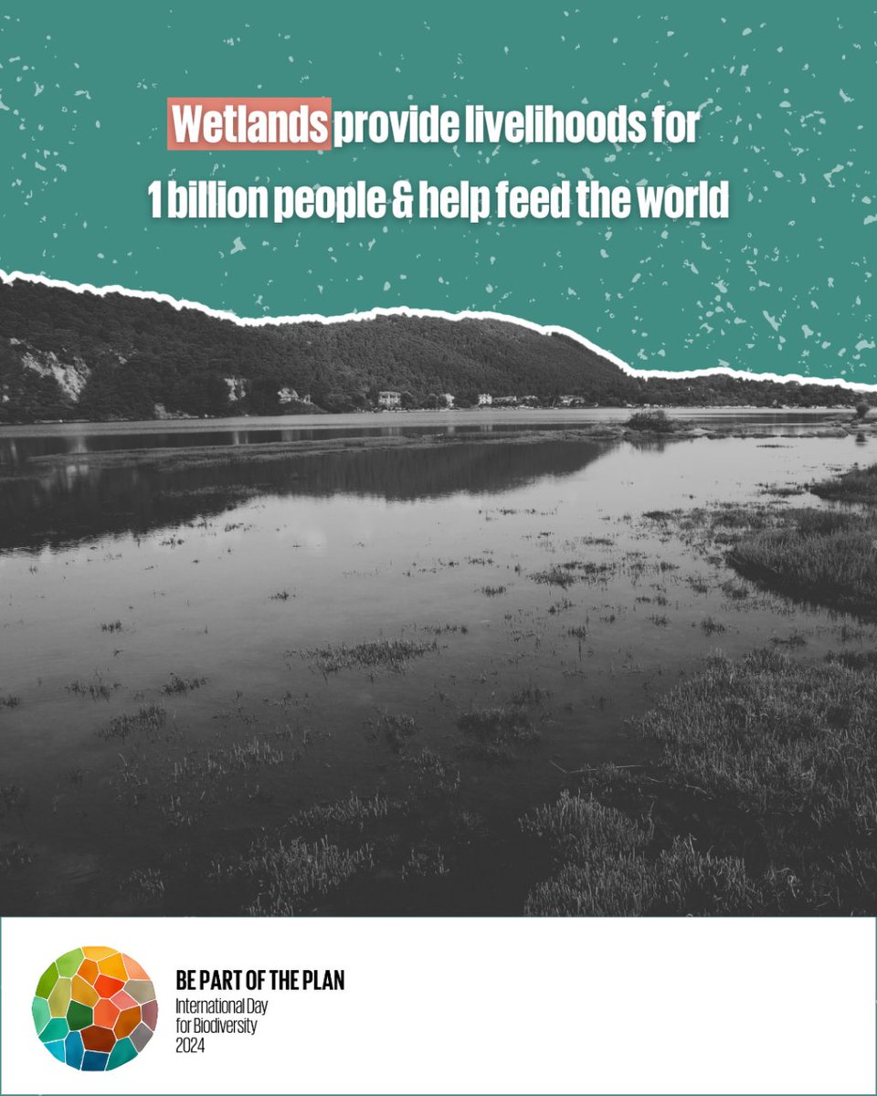 #DYK that wetlands provide livelihoods for one billion people & help feed the world? This #BiodiversityDay and every day, let's recognize the invaluable role wetlands play in sustaining both people and the planet.

🧑‍🤝‍🧑🌎Together, we're all #PartOfThePlan: cbd.int/biodiversity-d…