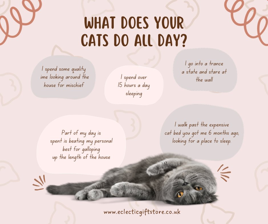 Ever wonder what your cat does all day? Plotting world domination? Perfecting their nap skills? Solving the mysteries of the universe from the comfort of your couch?  #catlovers #giftsforcatlovers #catlove #animallover #animallovers #animallovergift #giftsforanimallovers