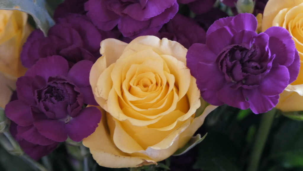 The yellow rose used to symbolise friendship.  It still does.

#orkney #orkneylife #islandlife #kirkwall #countryside #wildlife #visitorkney #loveorkney #lovekirkwall #lovick #northernlace #knittinglife #dogwalking #amdesigning #yellowrose #friendship