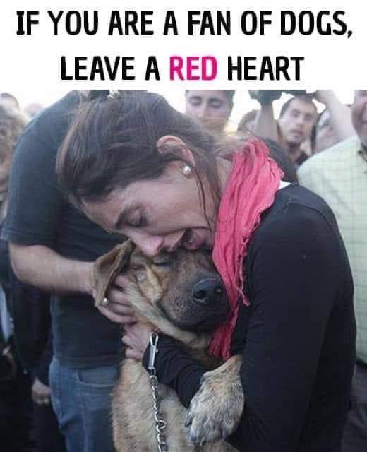 She thought she had lost her dog. Here is the moment they reunited. Dogs are not just pets