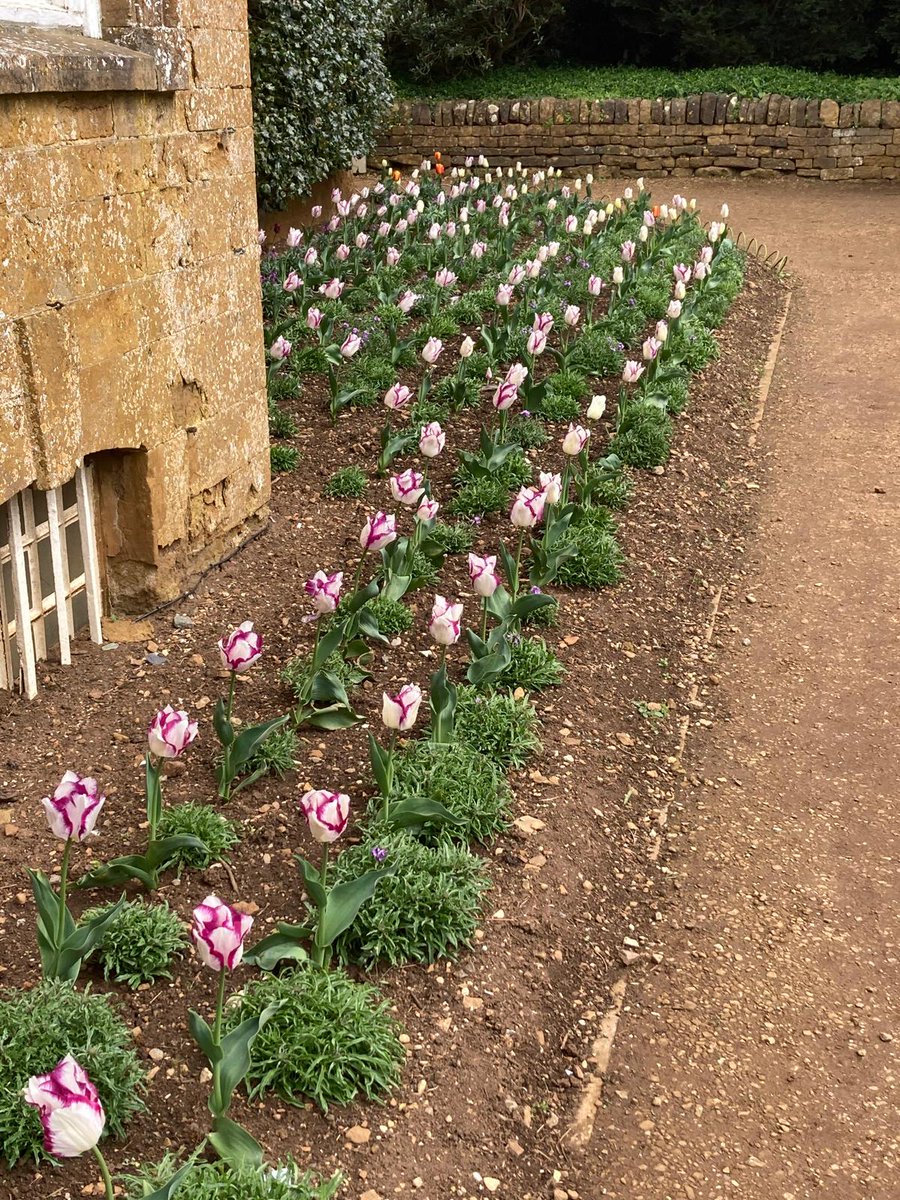 #midweekmoment - the tulips are looking lovely on the south front 🙂

📸Michele Waugh

@NTmidlands