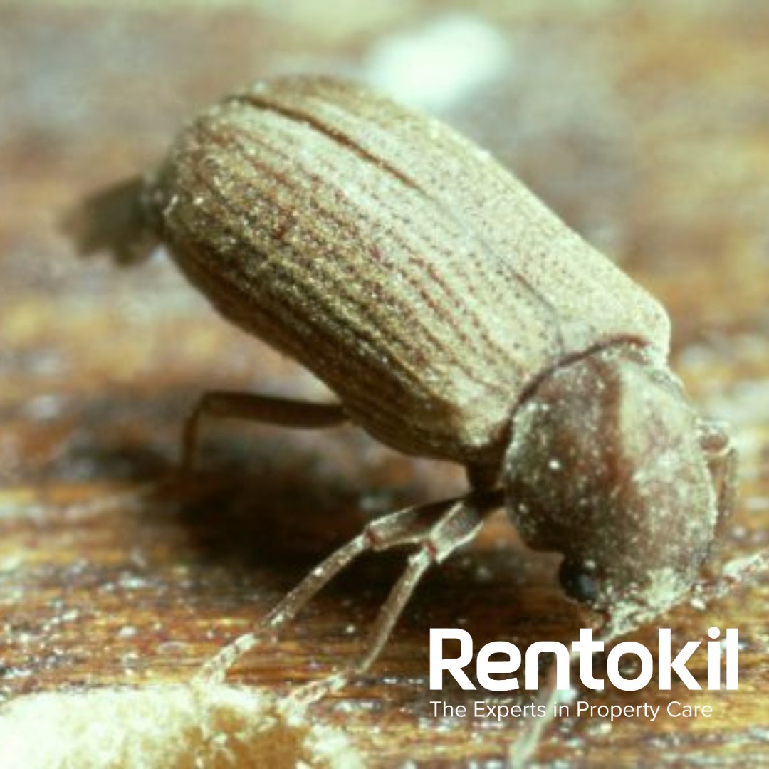Our woodworm specialists offer some top tips on how to get rid of woodworm. Learn how you can treat woodworm yourself, and when you may wish to consider professional woodworm treatment: rentokil.co.uk/blog/killing-w…