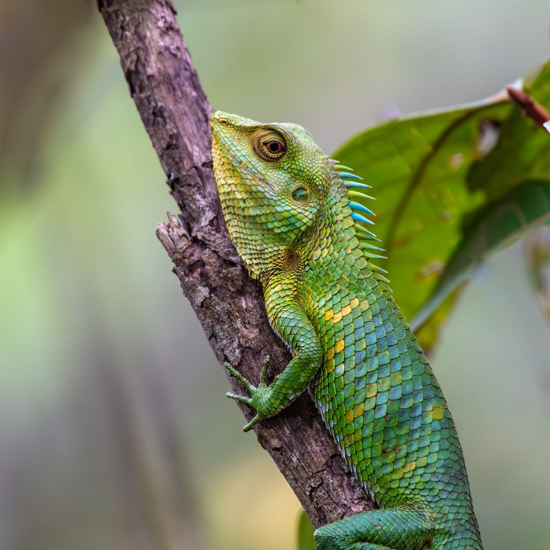 Featured here is a Nilgiri forest lizard. #DidYouKnow: Adult lizards weigh from under 0.5 grams to over 150 kgs! #Repost from Instagram | Adhikesavan Dhandapani 📸 Want to get featured? Upload your pictures and tag us using @natgeoindia and #natgeoindia on Instagram.