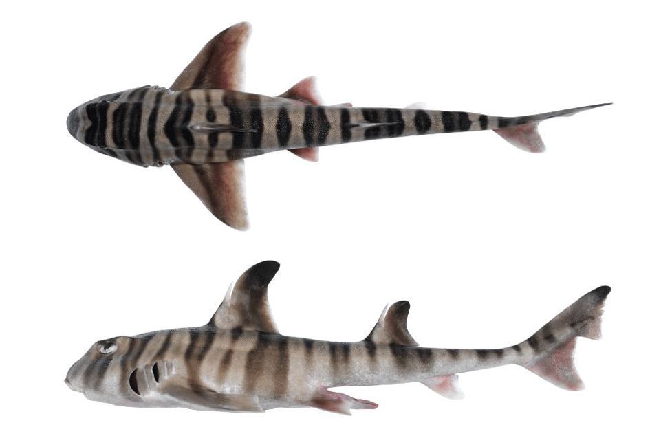 Happy #NameThatShark day! Can you guess this #shark? Is it a... a. Port Jackson Shark (Heterodontus portusjacksoni) b. Crested Hornshark (H. galeatus) c. Painted Hornshark (H. marshallae) Pick from these 3 & tell me your guess! Photo: CSIRO #scicomm