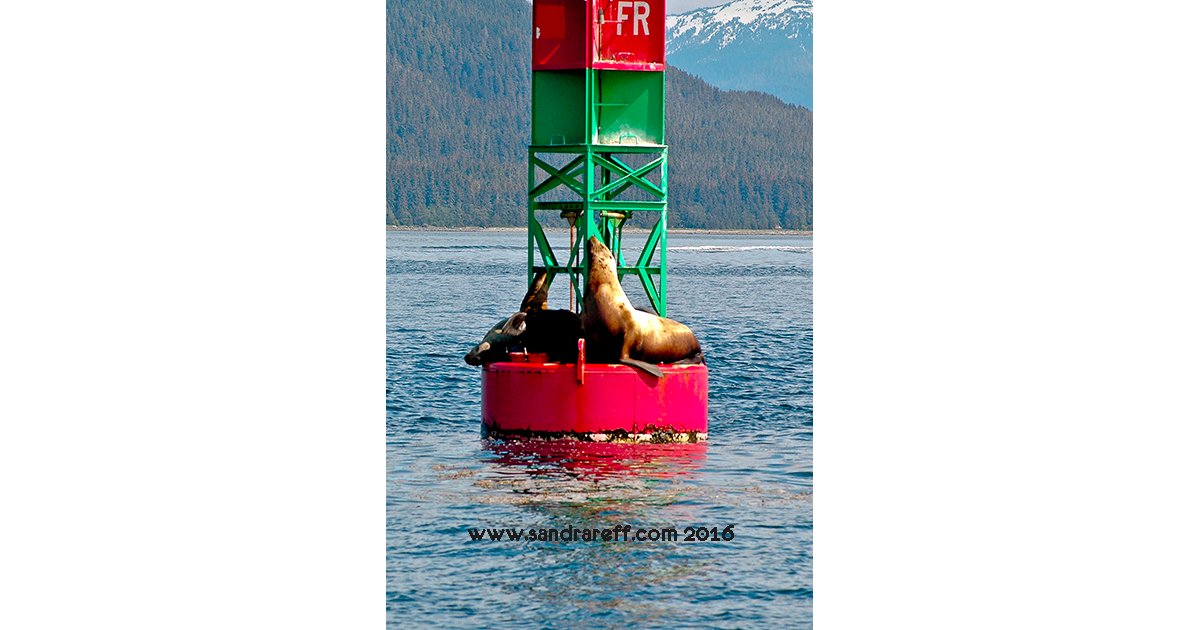 'Sunbathers' #seals #wildlife #alaska #water #photography #nature