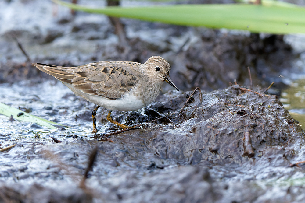 Temminck's Stint, Higgo's Pool, St Mary's, Scilly, 10 May - this is the same tiny pool that simultaneously hosted Lesser Yellowlegs, Solitary Sand & Northern Waterthrush in Sept 2011! Much credit to its eponymous creator, John Higginson 👏
