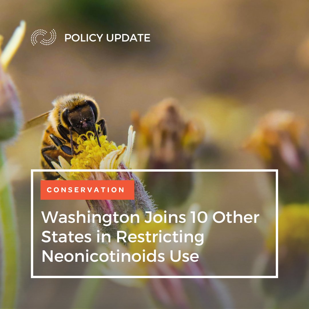 Washington, @SenMarkoLiias, has joined 10 other states in restricting neonicotinoid use. #Neonics are a top contributor to pollinator decline 🐝 Learn more in our policy update ⤵️ ncelenviro.org/articles/washi…