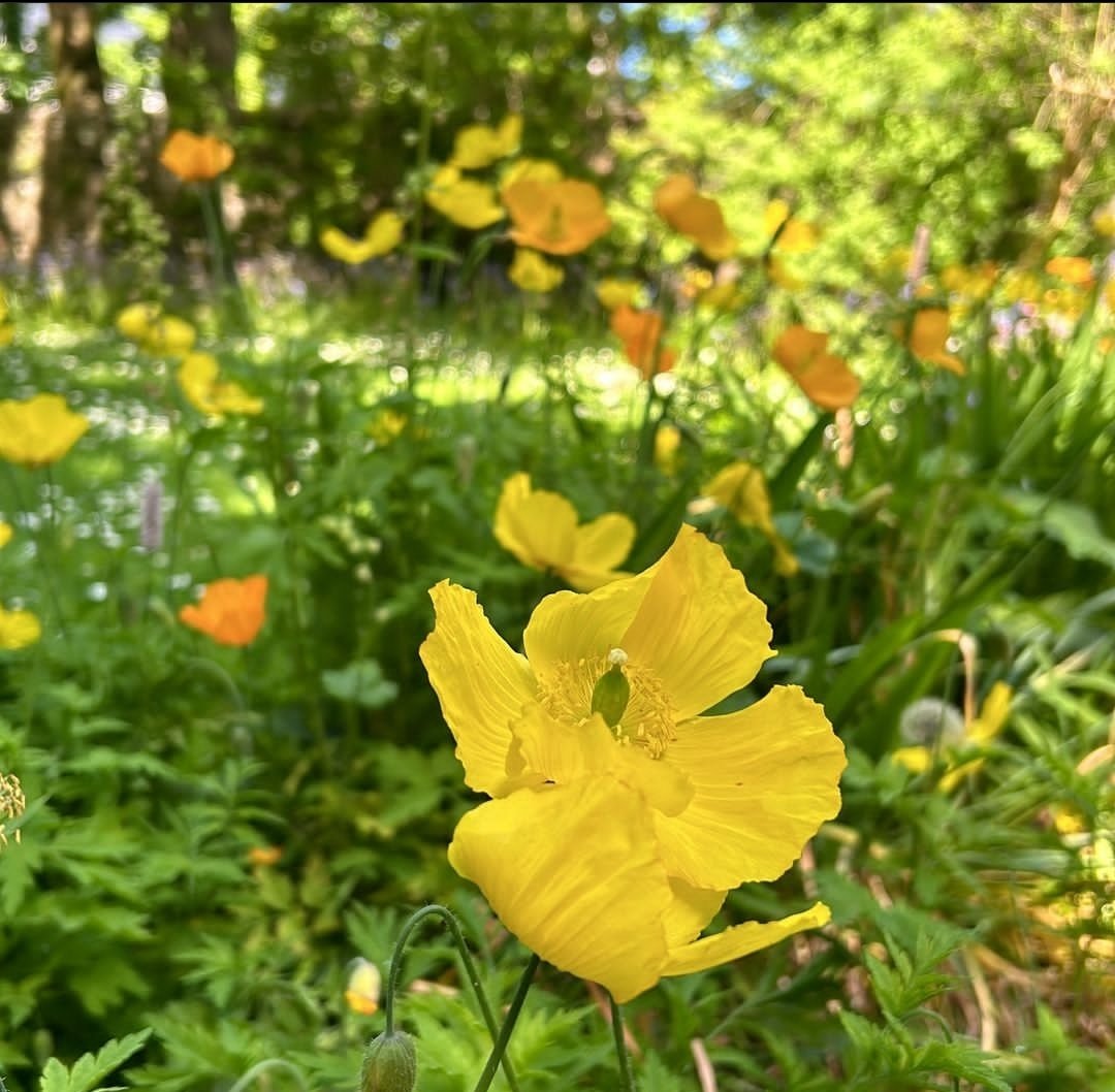 The simple loveliness of the Heritage Gardens on a sunny day. 🌟💛

#garden #genealogy #ancestry #heritage #geology #giftshop #crofting #fishing #islandlife #oldphotographs #hebrides #wildflowers #socialhistory #visitscotland #visitmullandiona #visitiona