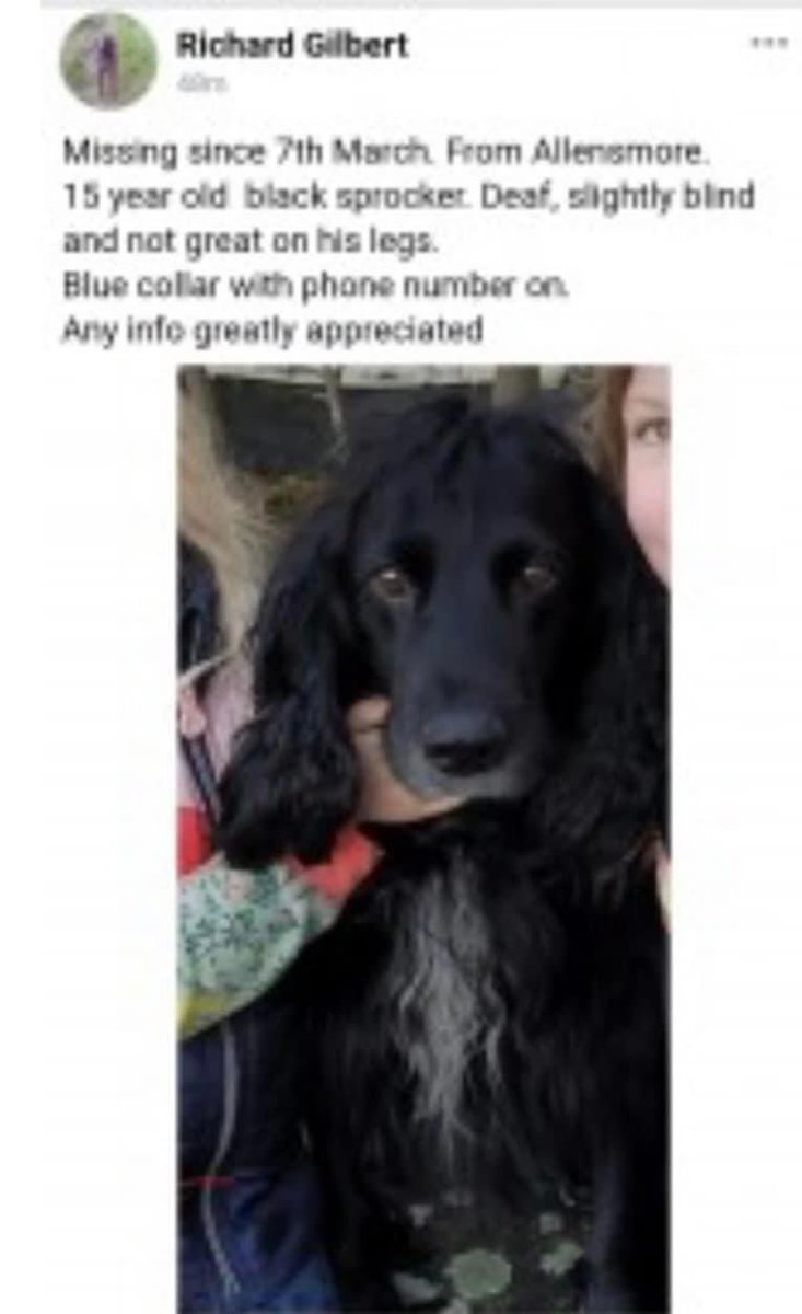 #SpanielHour 
MERLIN
Bad photo but pls RT this family are 💔
TY 
Missing since 7/3/23. From #Allensmore. #Hereford 
15YO black #sprocker. Deaf/slightly blind and not great on legs.
Blue collar with phone number on. 
Any info greatly appreciated
DID SOME1 FIND&KEEP? Pls RT TY