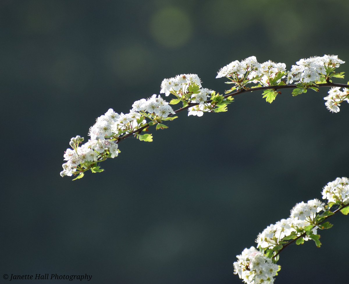 Pretty blossom 🤍 
#blossom #springflowers #spring #flowers #preston #lancashire #morning #landscape #landscapephotography #loveukweather #nature #NaturePhotography #NatureBeauty #NatureLovers