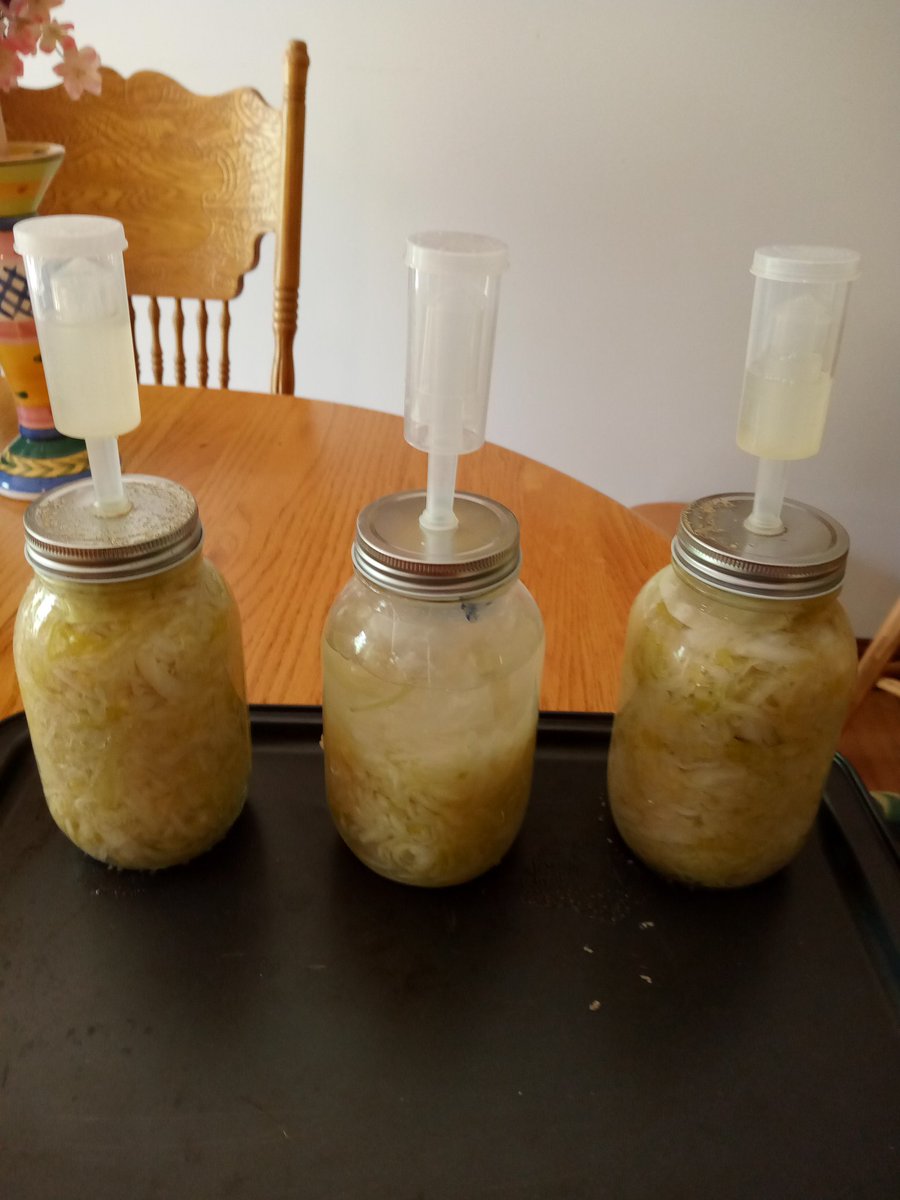 #probiotics #homesteading #preppers Here's a pic of my small batch sauerkraut. Will keep the half quart in the fridge and vacuum seal the two quarts in freezer bags. Nothing like crunchy fresh kraut.
