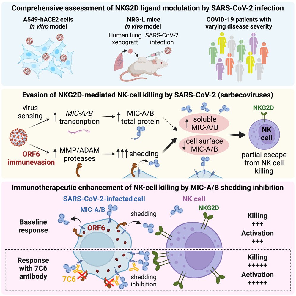 vipintukur's tweet image. A NEW study shows that cells infected with SARS-CoV-2 downregulate important immune signals known as NKG2D ligands. These ligands play a crucial role in activating the immune system, particularly natural killer (NK) cells, which are central to fighting viral infections.  1/