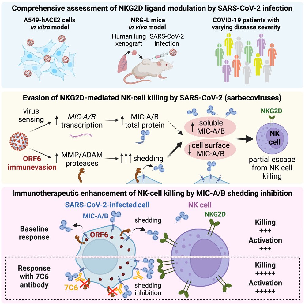 A NEW study shows that cells infected with SARS-CoV-2 downregulate important immune signals known as NKG2D ligands. These ligands play a crucial role in activating the immune system, particularly natural killer (NK) cells, which are central to fighting viral infections. 1/