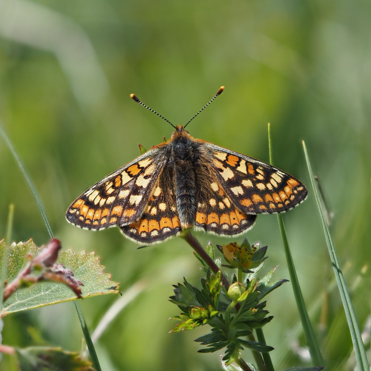 The wonderful Marsh Fritillary (Euphydryas aurinia) is now on the wing, with the first of 2024 reported in Gloucestershire and Dorset on the 11 May 🦋 Check out all the latest first sightings 👇 butterfly-conservation.org/butterflies/fi… 📷: Sophie Hall