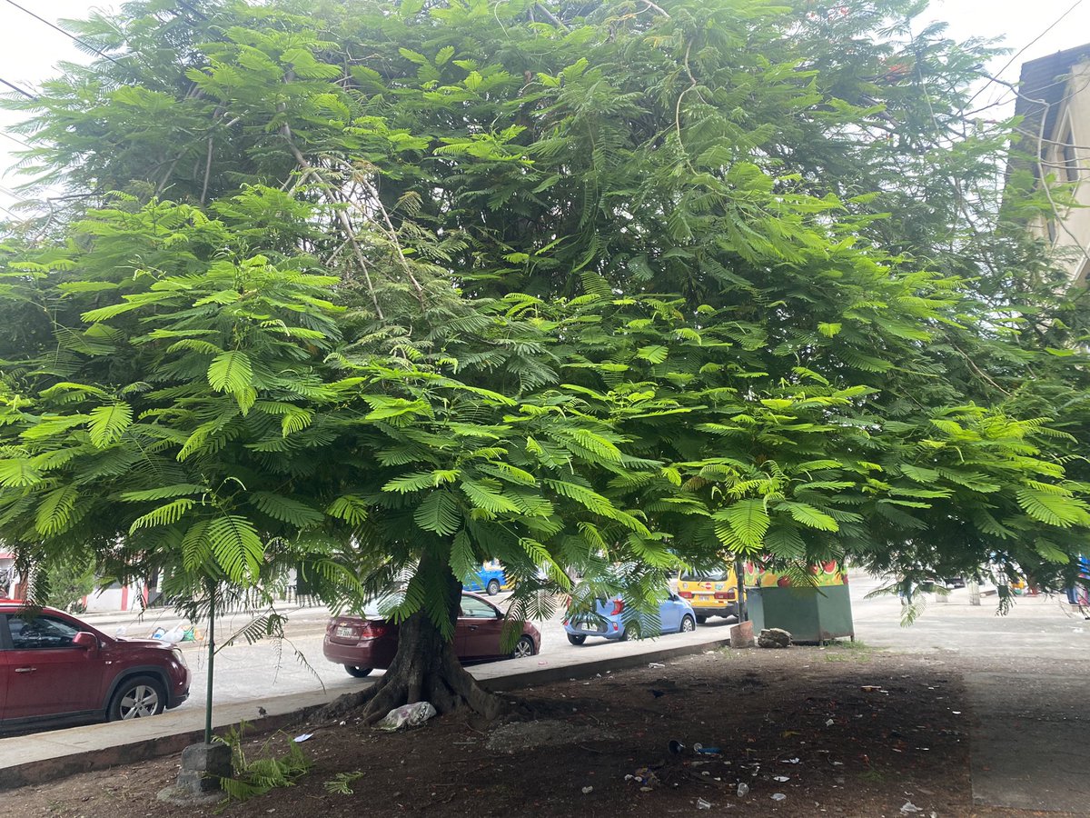 Por favor se les agradeceria su ayuda enviando a podar arbol ya estan las ramas en medio de los cables de luz <a href="/aquilesalvarez/">Aquiles Alvarez Henriques</a> <a href="/alcaldiagye/">Muy Ilustre Municipalidad de Guayaquil</a>