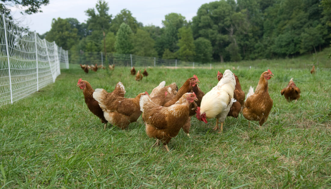 Are free range eggs better? A MOTHER EARTH NEWS study on pastured eggs found that compared to conventional American eggs, real free-range eggs have less cholesterol and saturated fat, plus more vitamins A and E, beta carotene and more motherearthnews.com/real-food/free…