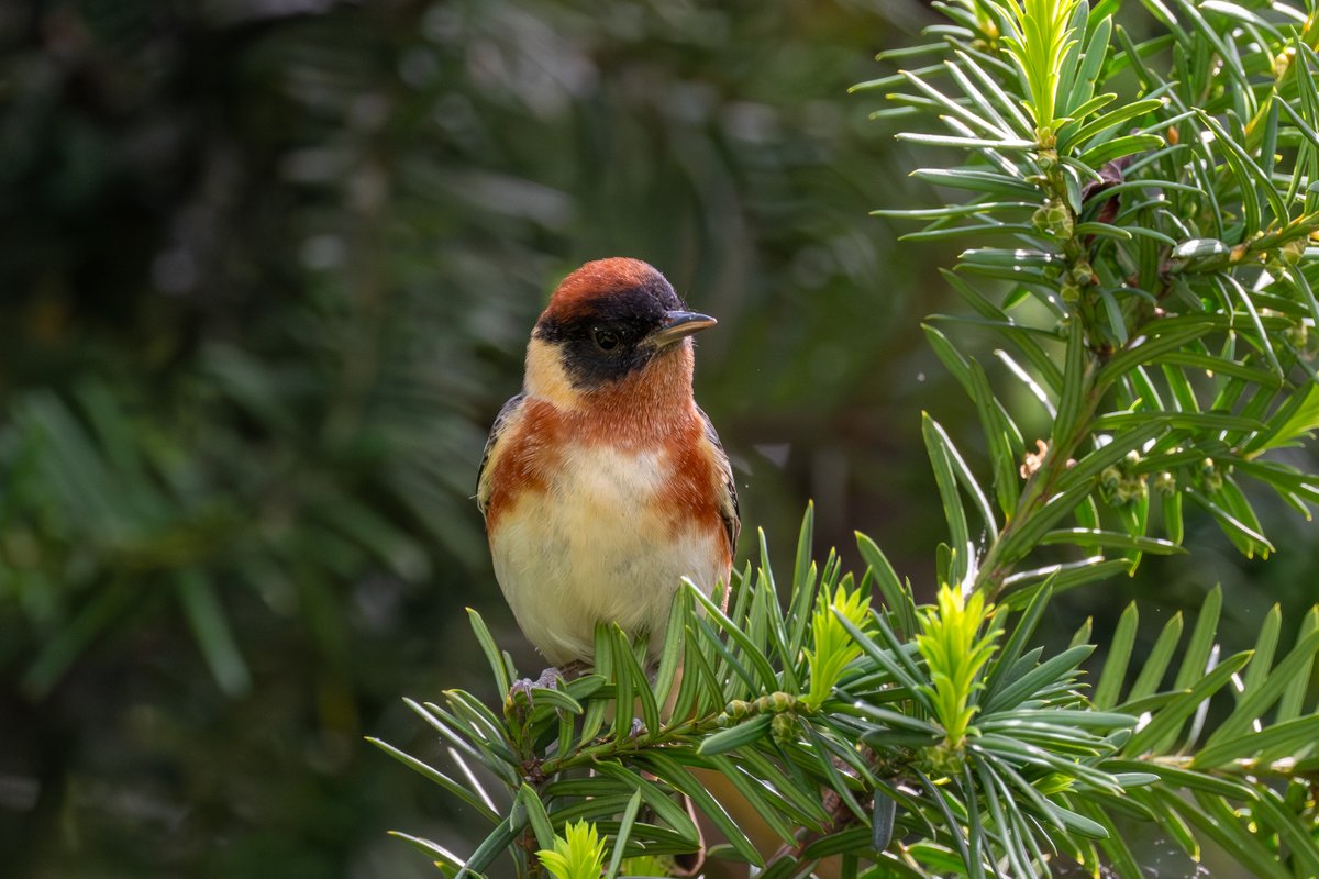 Tracy Pennoyer tweet media