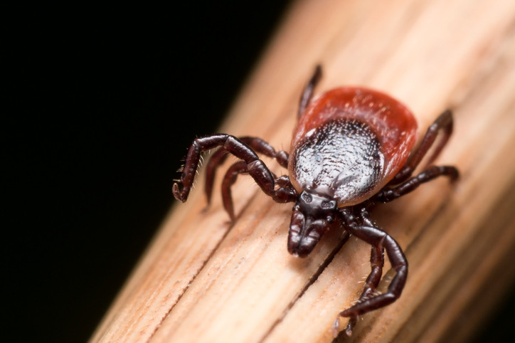 It is Tick season. Don't let them get under your skin. #tick #Lyme #IDTwitter #MedTwitter
