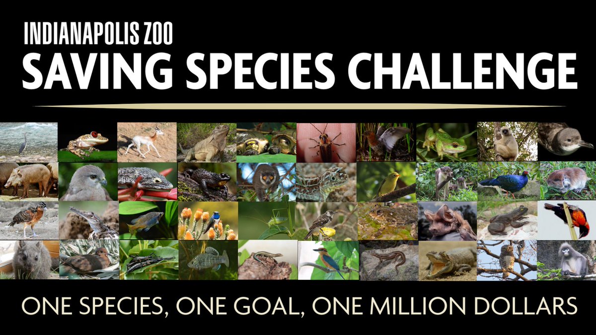 Global Center for Species Survival (@protectspecies) on Twitter photo At 4:15 EDT <a href="/RobShumaker/">Rob Shumaker</a>, President & CEO of the
<a href="/IndianapolisZoo/">Indianapolis Zoo</a>, will address the #WorldSpeciesCongress. In addition to talking about how the Zoo is advancing conservation, he will reveal the top ten finalists for the #SavingSpeciesChallenge. 1/ At 4:15 EDT <a href="/RobShumaker/">Rob Shumaker</a>, President & CEO of the
<a href="/IndianapolisZoo/">Indianapolis Zoo</a>, will address the #WorldSpeciesCongress. In addition to talking about how the Zoo is advancing conservation, he will reveal the top ten finalists for the #SavingSpeciesChallenge. 1/