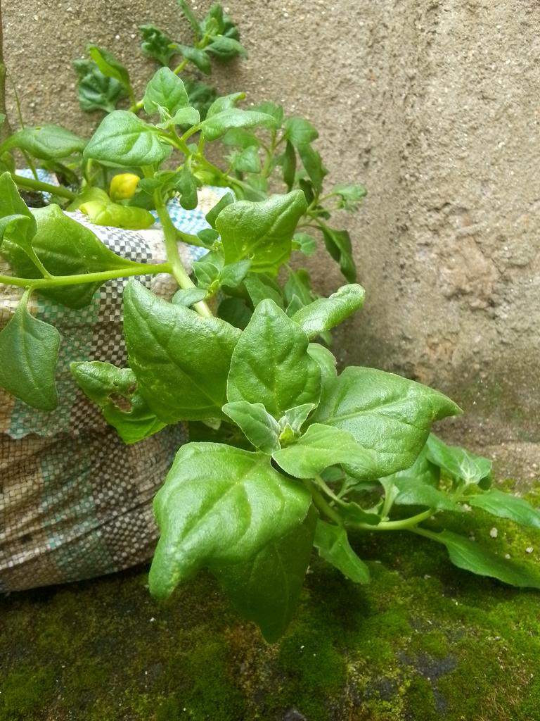 Excited to announce my upcoming research on spinach farming.

By employing innovative techniques to maximize productivity using minimal land & water resources, I aim to contribute to the fight against hunger and malnutrition. #ZeroHunger #SustainableAgriculture #Malnutrition