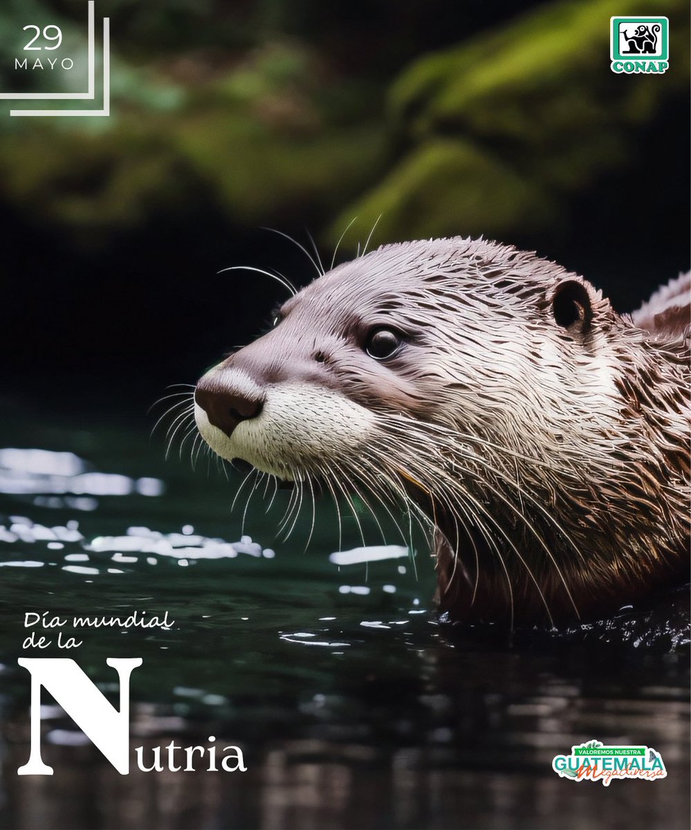 CONAPgt's tweet image. 🦦Día Mundial de la #Nutria

Cada último miércoles del mes de mayo se rinde homenaje a un mamífero acuático muy especial con el objetivo de concienciar sobre la situación crítica que afronta esta especie, la cual se encuentra en inminente peligro de extinción.
#CONAP