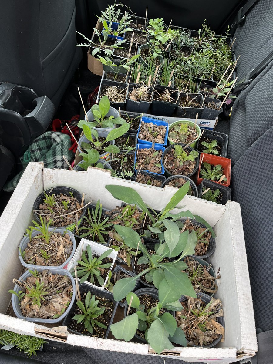 I have a car full of native prairie perennials, flowers for the deck planters, alfalfa pellet fertilizer, transplant fertilizer, and potting soil. It’s the best time of year!