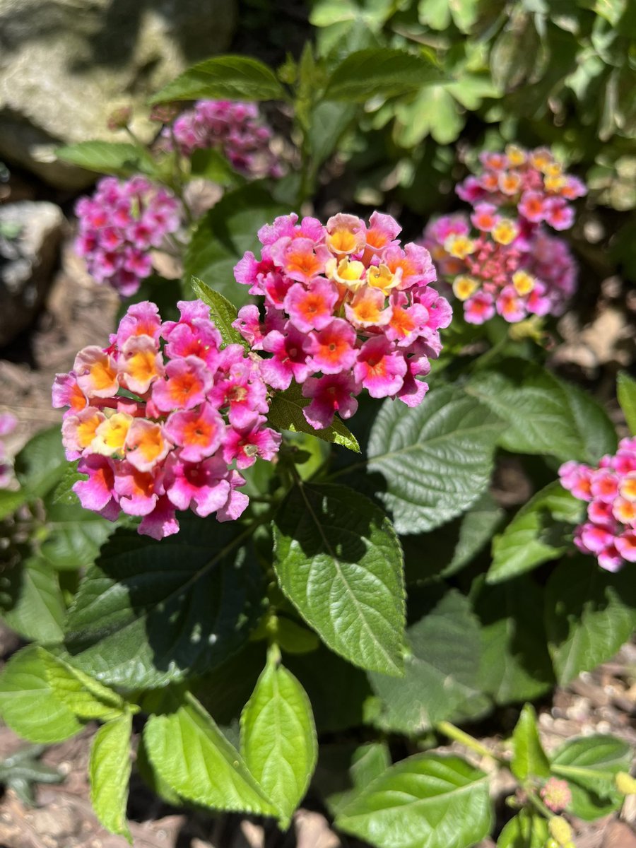 No filter necessary! 🌸
#wednesdaythought #FlowersOfTwitter  #NatureIsAmazing #flowerphotography #photographers #photography #outdoorphotography #NatureWonders  #NaturePhotography