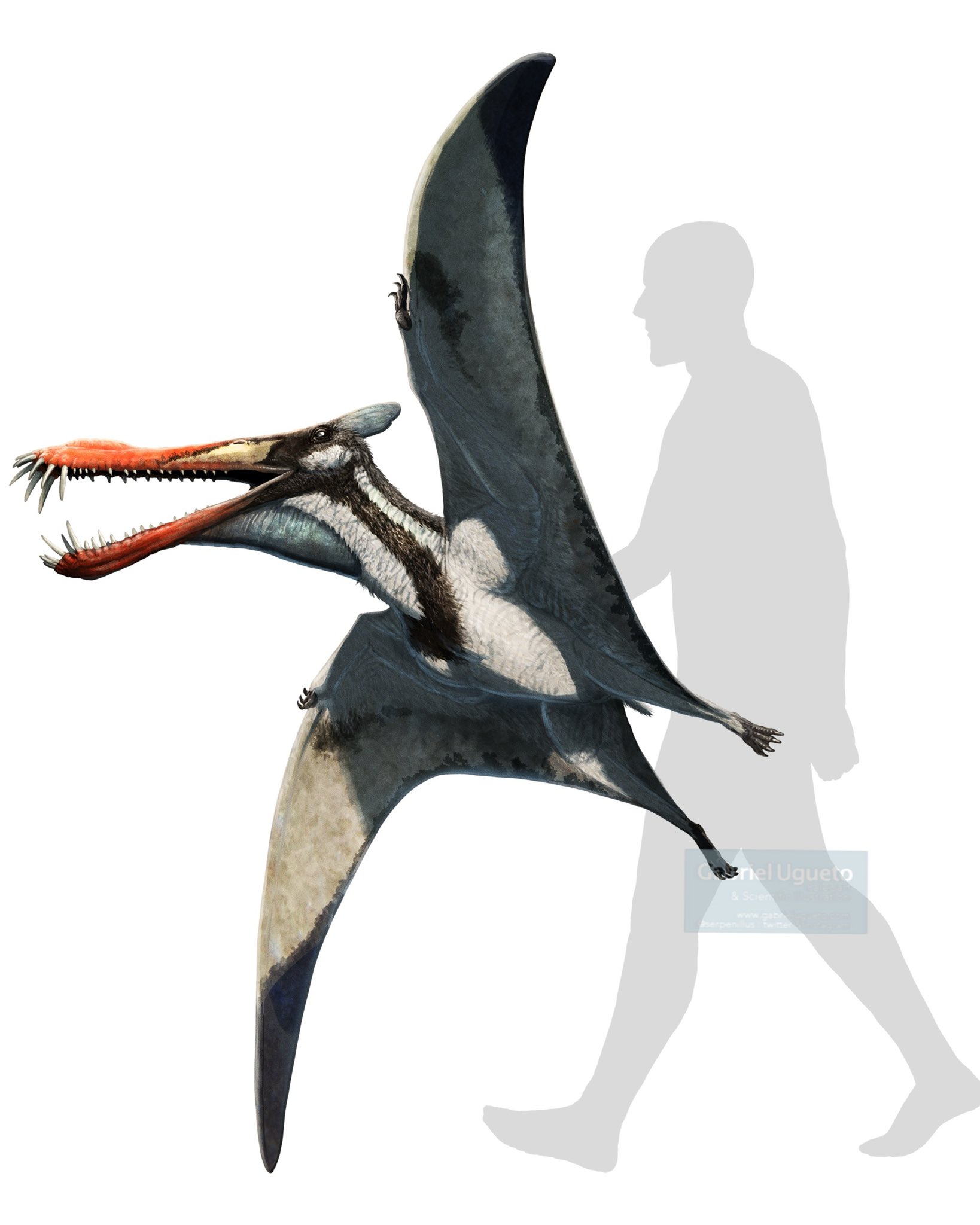 Gabriel N. U. on X: Caulkicephalus trimicrodon was a medium sized  anhanguerid pterosaur from the Early Cretaceous of Europe. I just polished  this reconstruction I had started long time ago and added