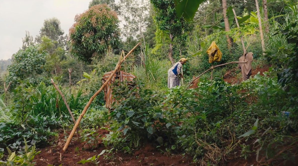 Host a screening of TO WHICH WE BELONG!

Rally your friends, engage in conversations, &amp; learn more about regenerative agriculture.

LEARN MORE: buff.ly/3wuLHNd

#regenerativeag #regenerativeranching #towhichwebelongdoc