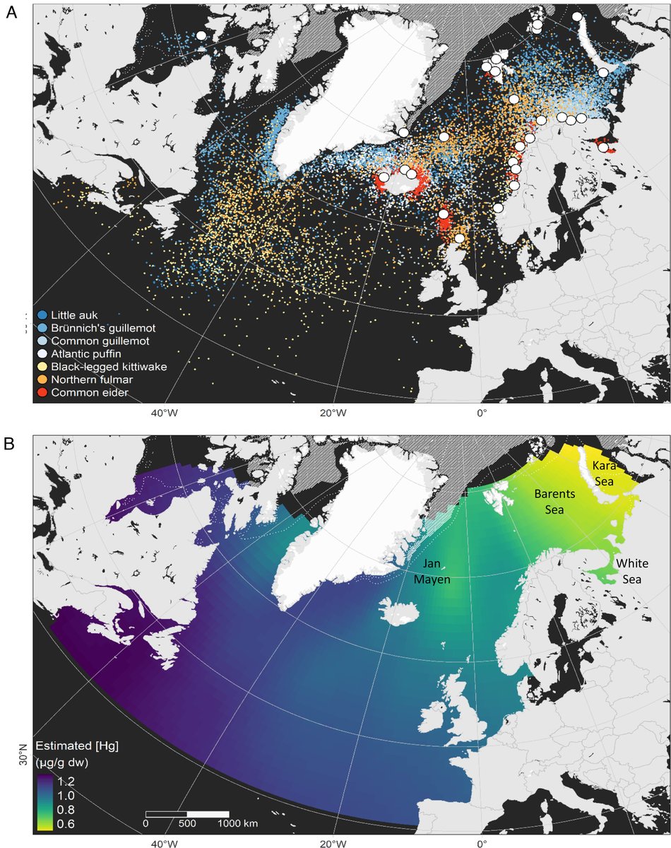 Each summer, seabirds bring Hg to the Arctic from hotspots off the Canadian coast. Honoured to be part of this study from 600+ tracked birds. Shows the power of international collaboration & the vision of @Albert_CelineC @Jerome_Fort_ and SEATRACK. #ornithology